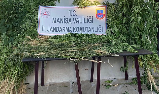 Alaşehir&#039;de bin 812 kök kenevir ele geçirildi