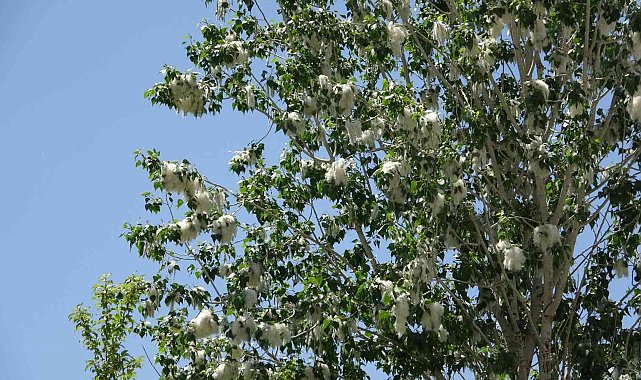 Alerjik hastalığı olanlara 'polen' uyarısı