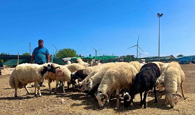 Aliağa&#039;da kurbanlıklar alıcılarını bekliyor