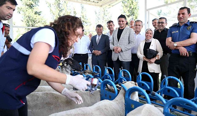 Aliağa'da yavru ölümlerine karşı aşı kampanyası başladı