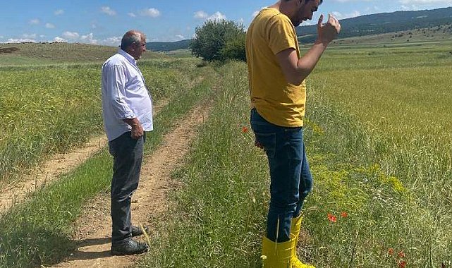 Altıntaş'ta dolu vuran üretim alanlarında hasar tespit çalışmaları