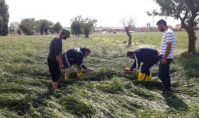 Altıntaş'ta etkili olan dolu ekili alanlarda zarara yol açtı