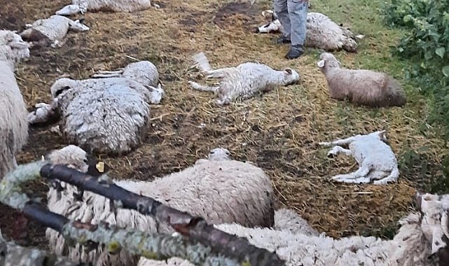 Amasya'da kurt saldırısı: 35 koyun telef oldu