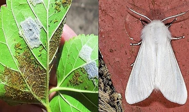 Amerikan beyaz kelebek ile mücadele sürüyor