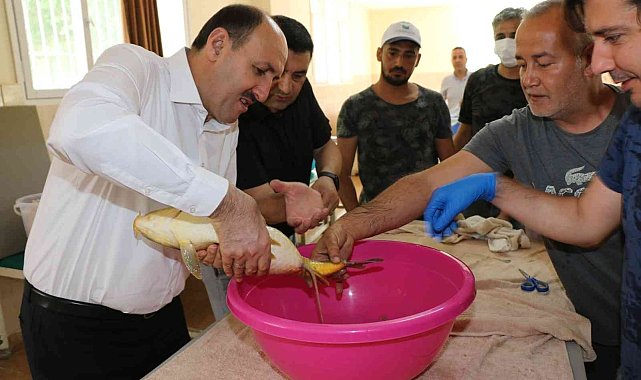 Anaç sazanlardan sağım yapıldı