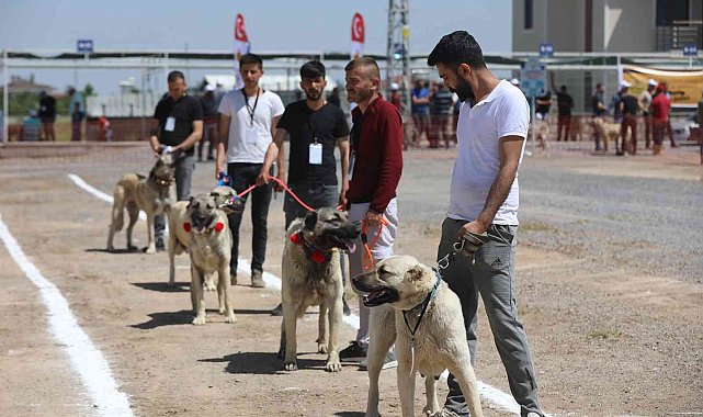 Anadolu Çoban Köpekleri Güzellik Yarışması