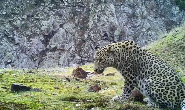 Anadolu Parsının görüntülendiği 4 ilden biri olan Artvin'de parsın ailesi olup olmadığı araştırılıyor