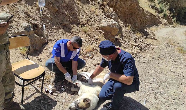 Anne köpeği yılan ısırdı