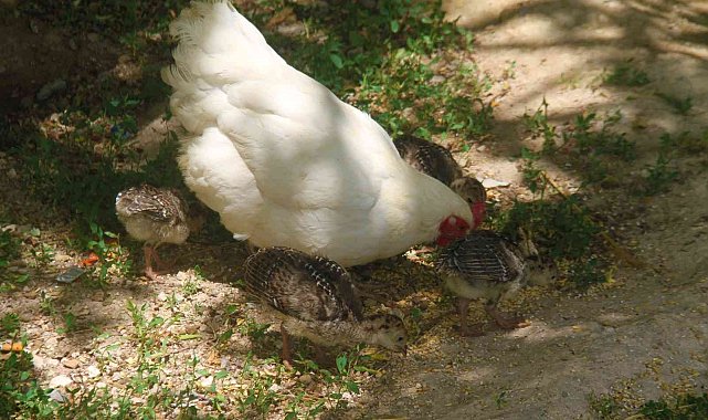 Annelik duygusu ağır bastı: Hindi yavrularını terk etti, tavuk sahiplendi
