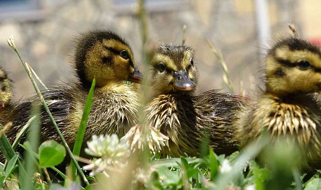 Annesini kaybeden yaban ördeği yavrularına kreş hizmeti