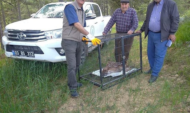 Annesinin terk ettiği yavru kızıl geyik koruma altına alındı