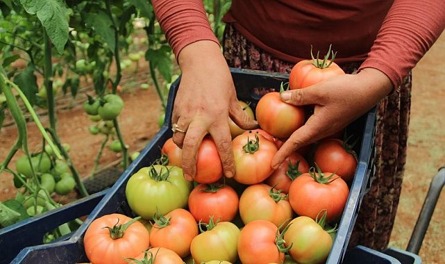Antalya'da domates çiftçinin yüzünü güldürdü