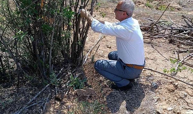 Antep fıstığı Eskişehir'de yaygınlaşıyor