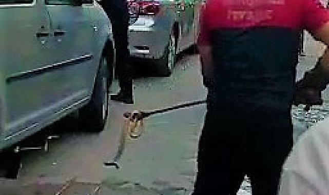 Araca giren yılan zor anlar yaşattı