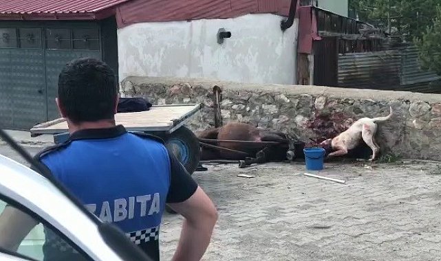 Ardahan&#039;da köpek vahşeti kamerada