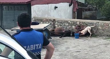 Ardahan'da köpek vahşeti kamerada