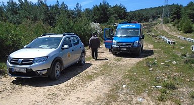 Arıcılar Aydın'da ayılardan değil hırsızlardan şikayetçi