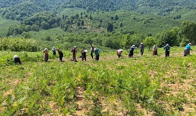 Aromatik bitki bahçelerine anne eli değdi
