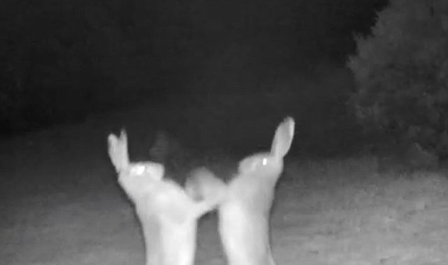 Artvin'deki tavşanların tatlı sert kavgası fotokapana yakalandı