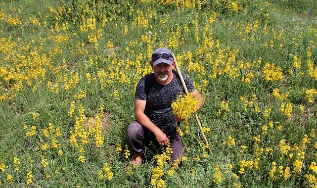Asırlar önce askerlerin yarasını sarıyordu, günümüzde de önemini koruyor