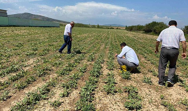 Aslanapa'da dolunun ürünlerdeki etkileri tespit ediliyor