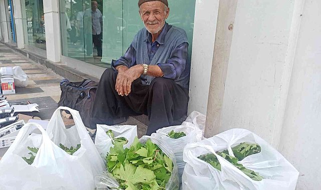 Asma yaprağı geçim kaynağı oldu