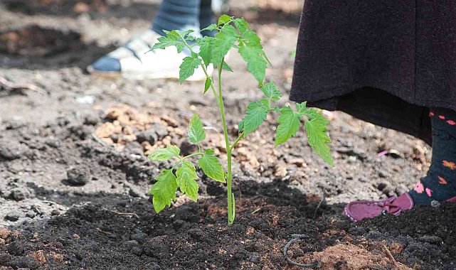 Ata tohumları atalarımızın ellerinden toprakla buluştu