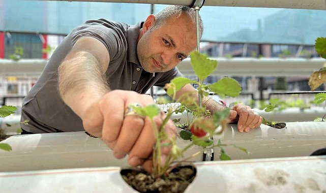 Atıl malzemelerle çilek serası kurdu