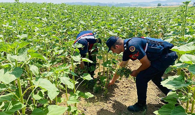 Ayçiçeği tarlalarına kenevir ekmişler
