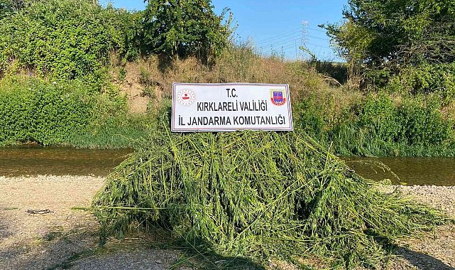 Ayçiçeği tarlasında 85 bin kök kenevir bitkisi ele geçirildi