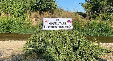 Ayçiçeği tarlasında 85 bin kök kenevir bitkisi ele geçirildi