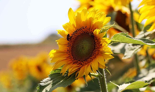 Ayçiçeği üreticisine ilave destek