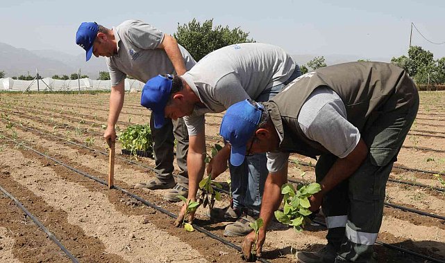 Aydın Büyükşehir Belediyesi gelecek yılın tohumlarını yetiştiriyor