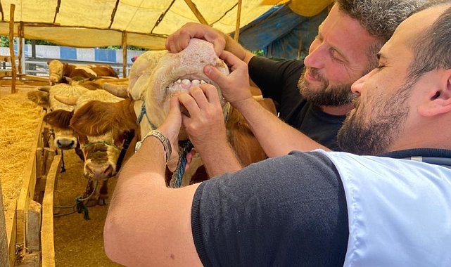 Aydın İl Tarım ve Orman Müdürlüğü&#039;nden kurban uyarısı