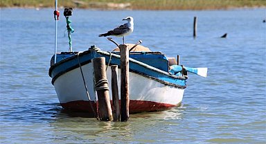 Aydın'da martıların yaşam alanları daralıyor