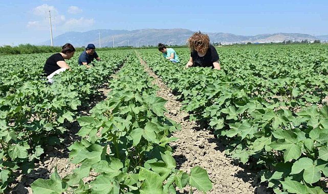 Aydın&#039;da &quot;Doğadan Modaya Organik Pamuk&quot; projesine başlandı