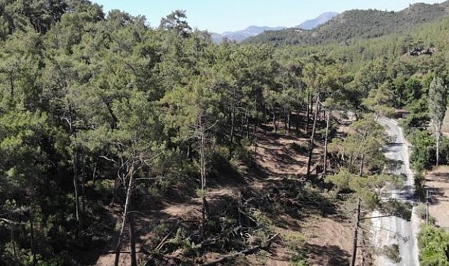 Aydın&#039;da yasak ormanlık alana giren 14 şahsa cezai işlem uygulandı