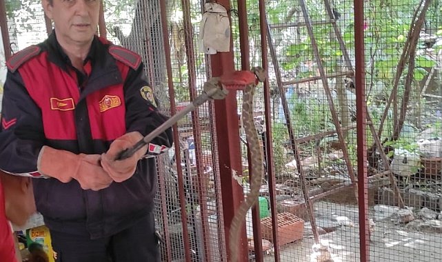 Aydın'da zehirli yılan paniği