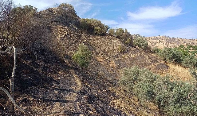Aydın'da zeytinlik alandaki yangın büyümeden söndürüldü