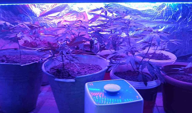 Aydınlatma düzeneği kurduğu banyoda kenevir yetiştirdi