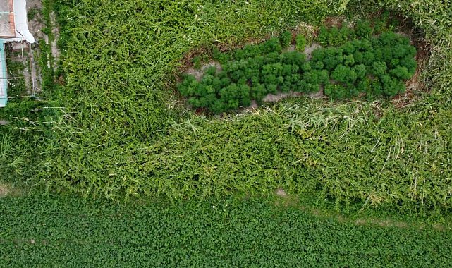 Bahçesine ektiği kenevirler dronla tespit edildi