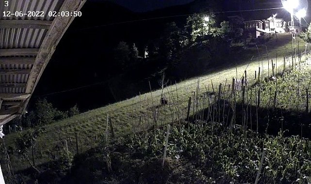 Bahçeye ekilen ürünlere zarar veren ayı kameralara yakalandı