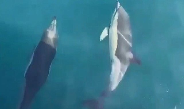 Balıkçıların sevimli ortakları