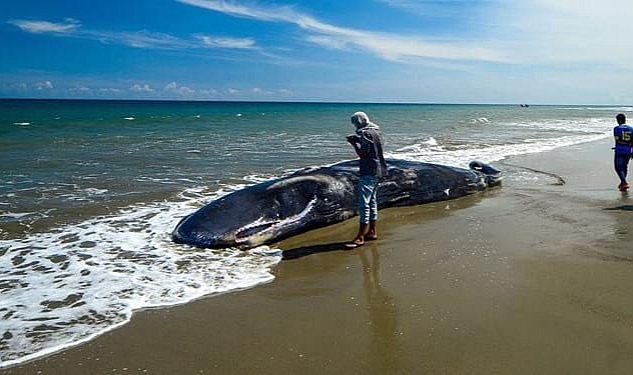 Balinanın karnından çıkardıkları kusmuğu İskenderun&#039;a götürmüşler! Değeri tam 4 milyon lira