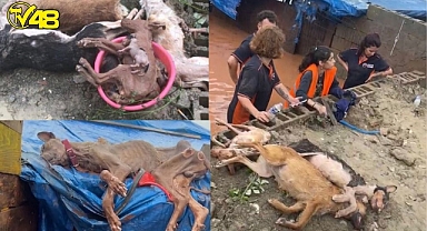 Barınak Sular Altında Kaldı, Yüzlerce Hayvan Telef Oldu