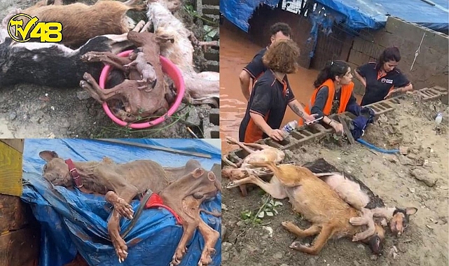 Barınak Sular Altında Kaldı, Yüzlerce Hayvan Telef Oldu