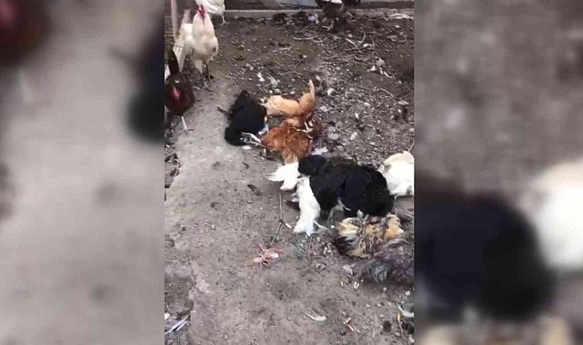 Başıboş sokak köpekleri bu kez tavukları hedef aldı