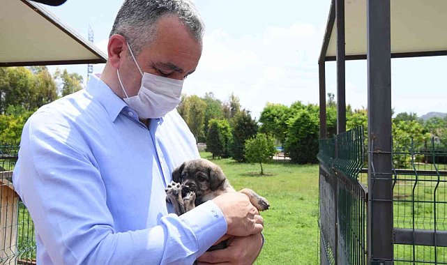 Başkan Esen: &quot;Sokak hayvanlarının kısırlaştırma işlemini planlı bir şekilde sürdürüyoruz&quot;