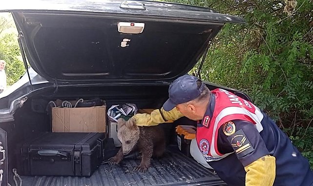 Bataklıkta bitkin düşen ayı yavrusunun imdadına jandarma yetişti