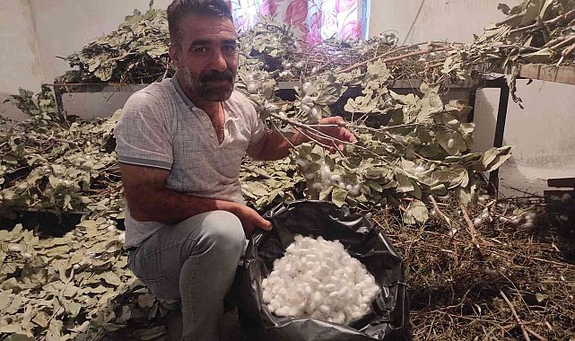 Batman'da ipek böceği besicilerinin koza hasadı başladı